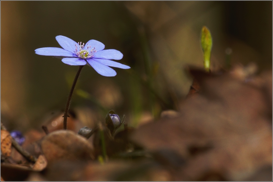 Jaterník podléška  ( Hepatica  nobilis )