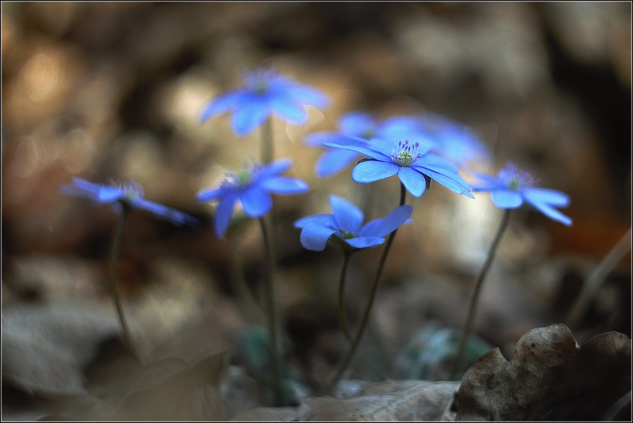 Jaterník podléška  ( Hepatica  nobilis )