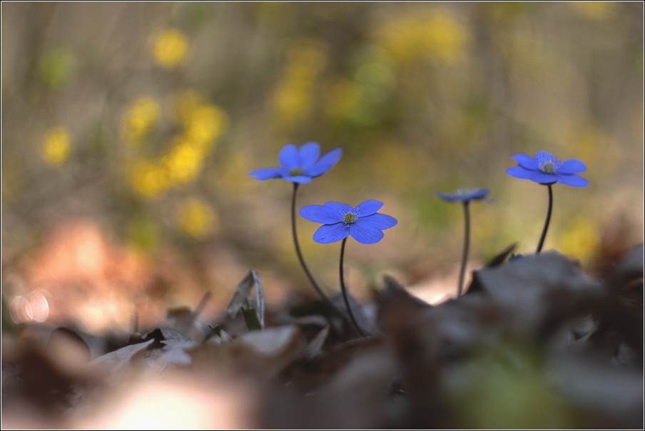 Jaterník podléška  ( Hepatica  nobilis )