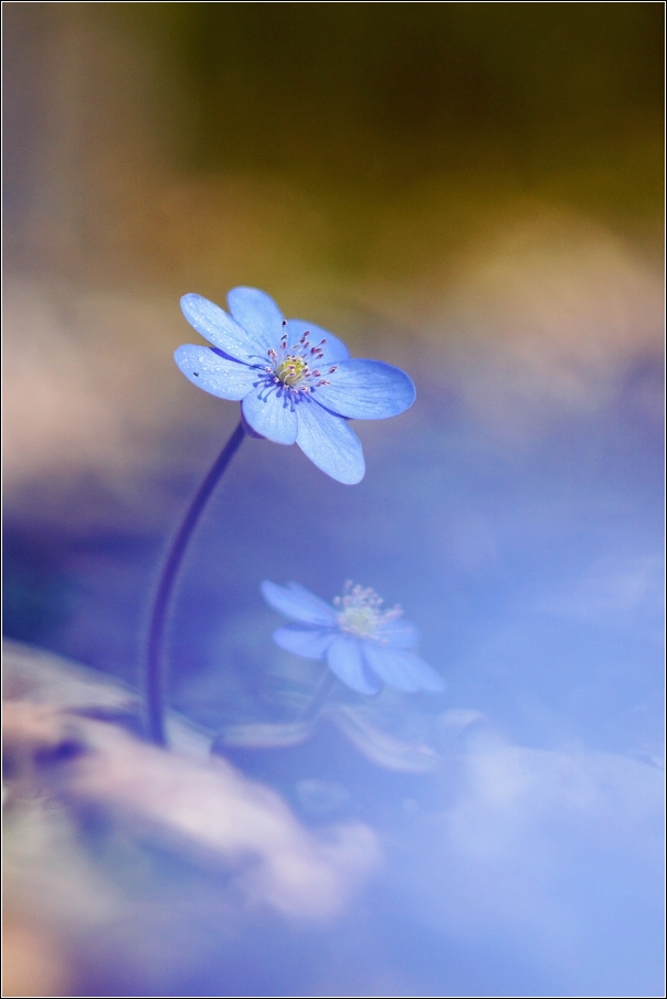 Jaterník podléška  ( Hepatica  nobilis )