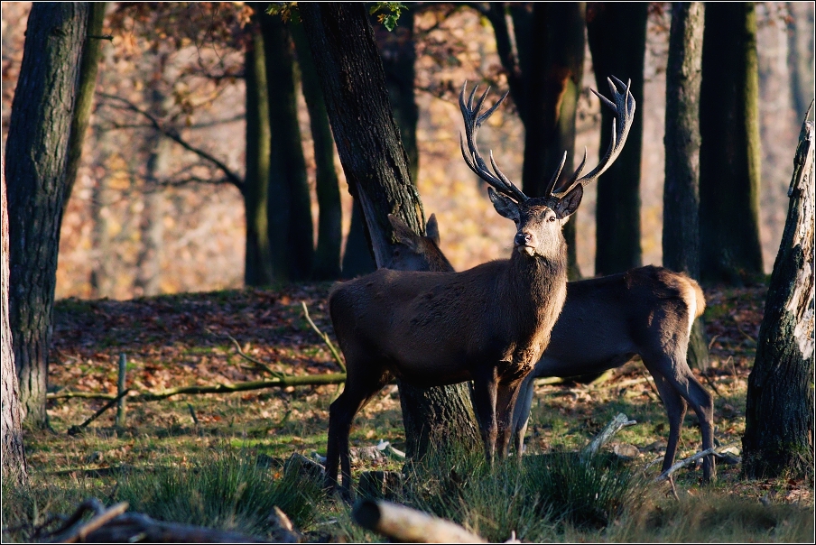 Jelen evropský  ( Cervus elaphus )