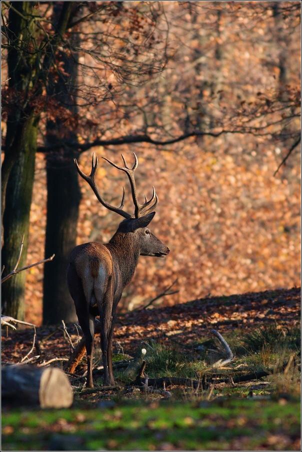 Jelen evropský  ( Cervus elaphus )