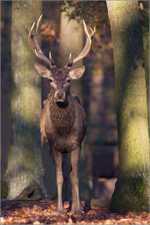 Jelen evropský  ( Cervus elaphus )