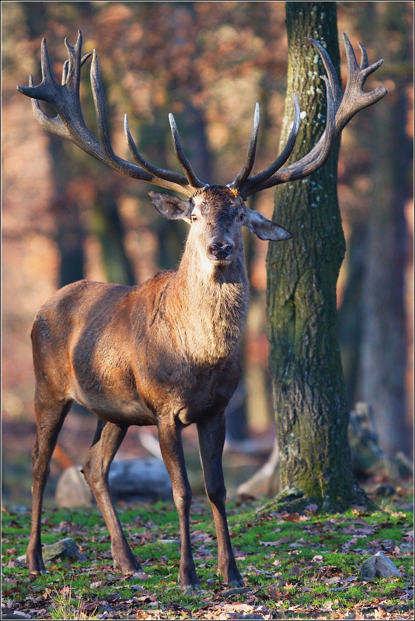 Jelen evropský  ( Cervus elaphus )