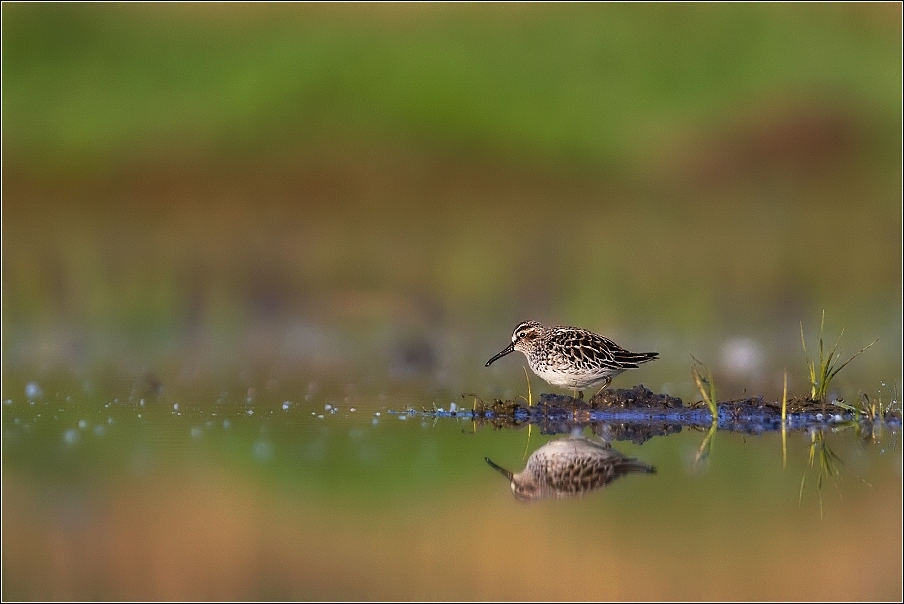 Jespáček ploskozobý  ( Limicola falcinellus )