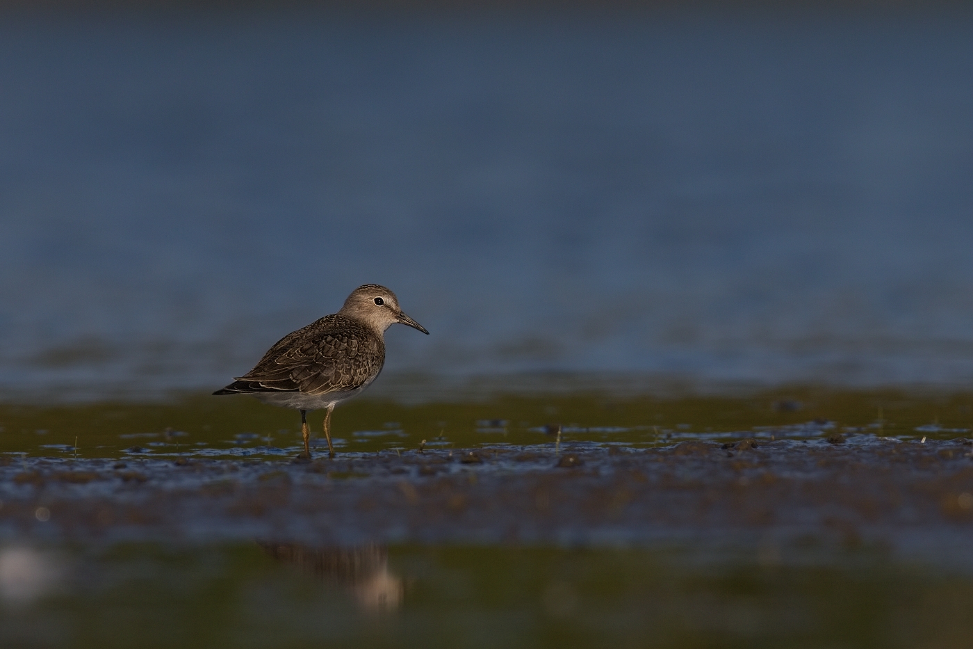 Jespák šedý  ( Calidris temminckii )