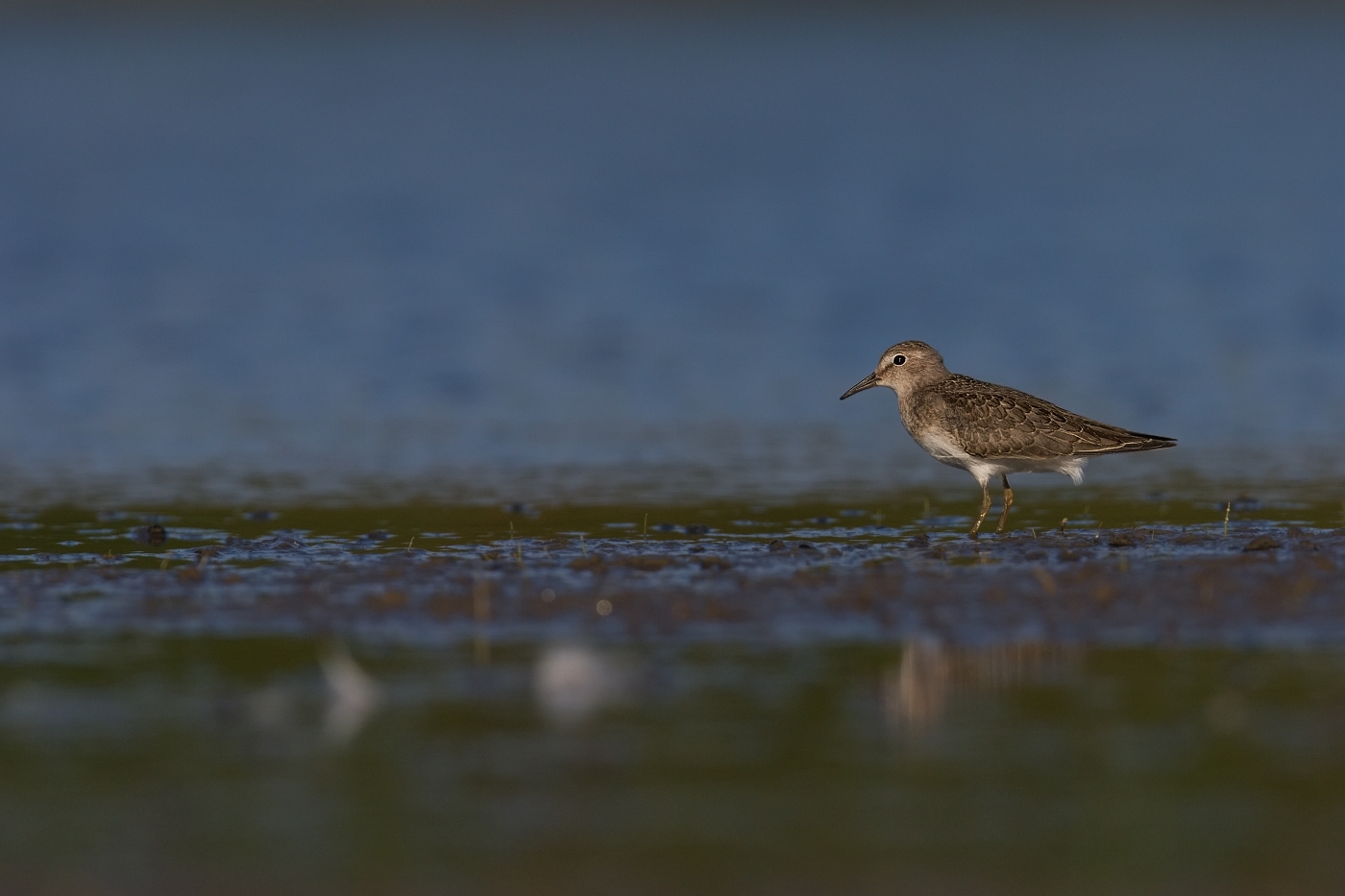 Jespák šedý  ( Calidris temminckii )