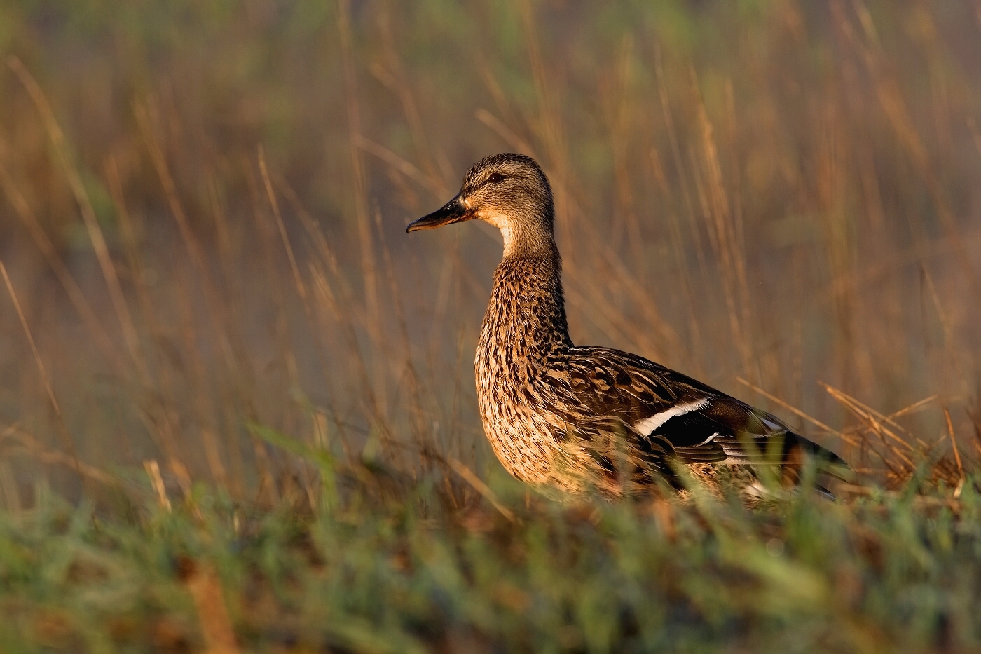 Kachna divoká  ( Anas platxrhynchos )