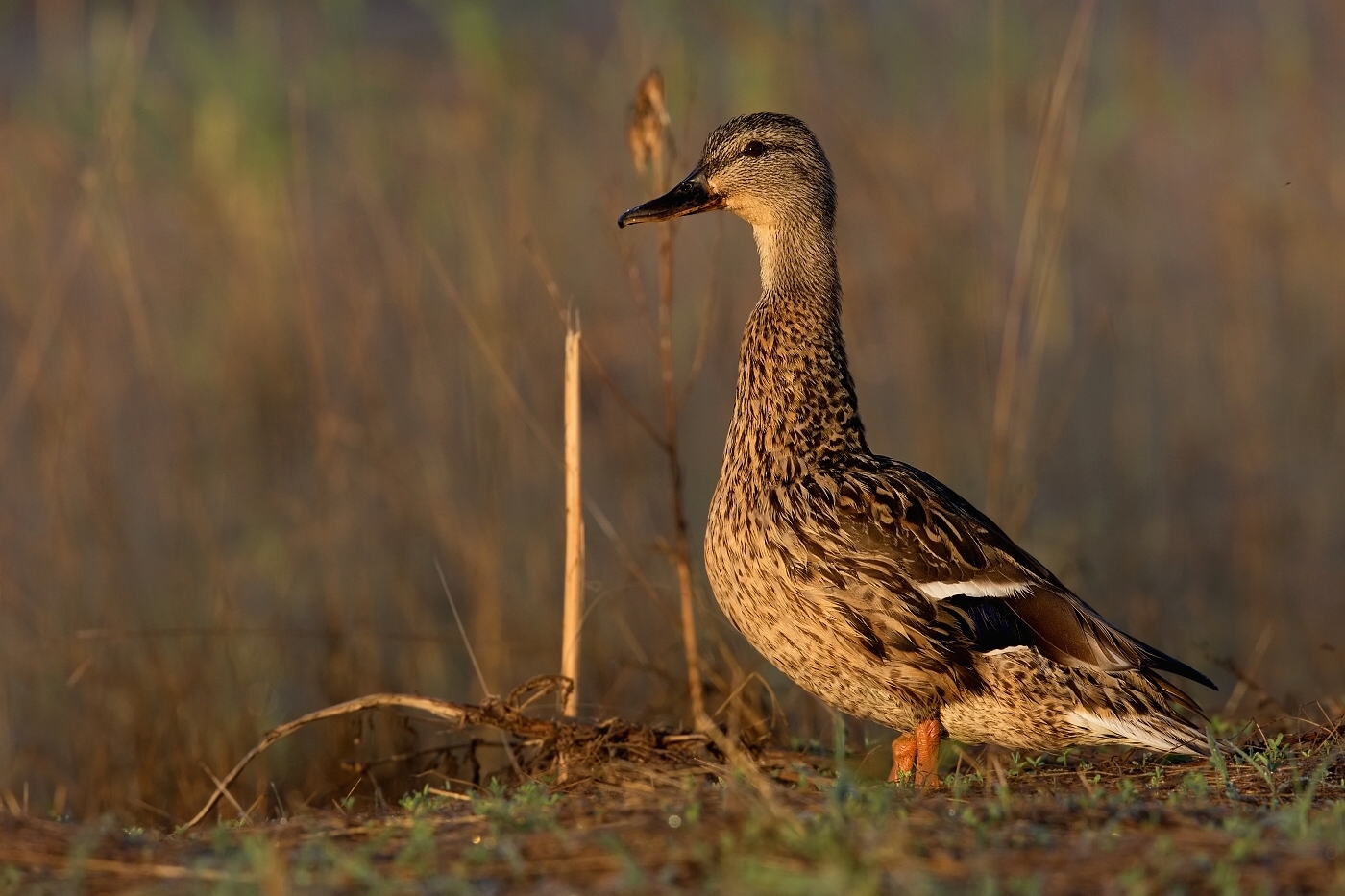 Kachna divoká  ( Anas platxrhynchos )