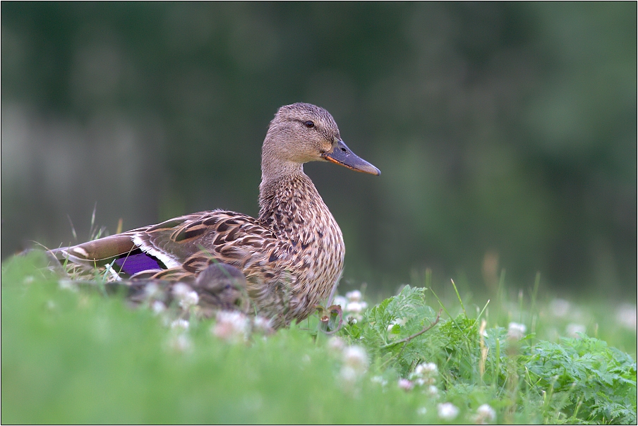 Kachna divoká ( Anas platyrhynchos )