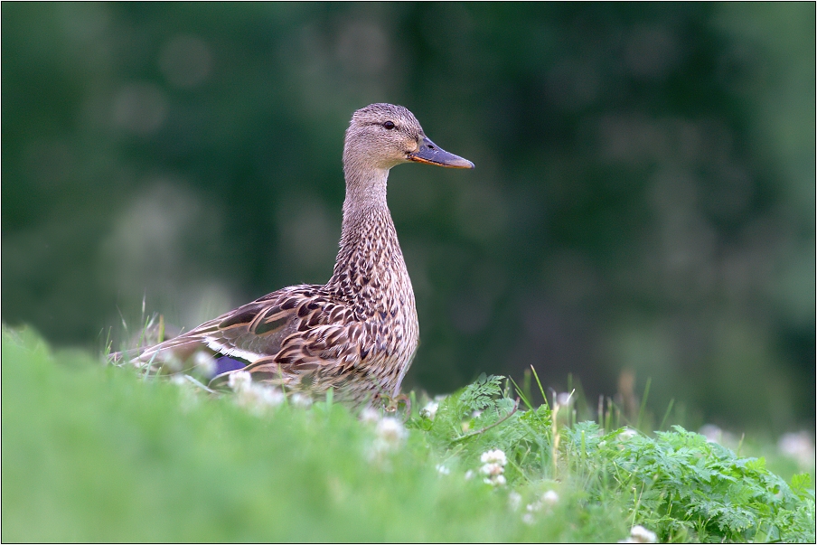 Kachna divoká ( Anas platyrhynchos )