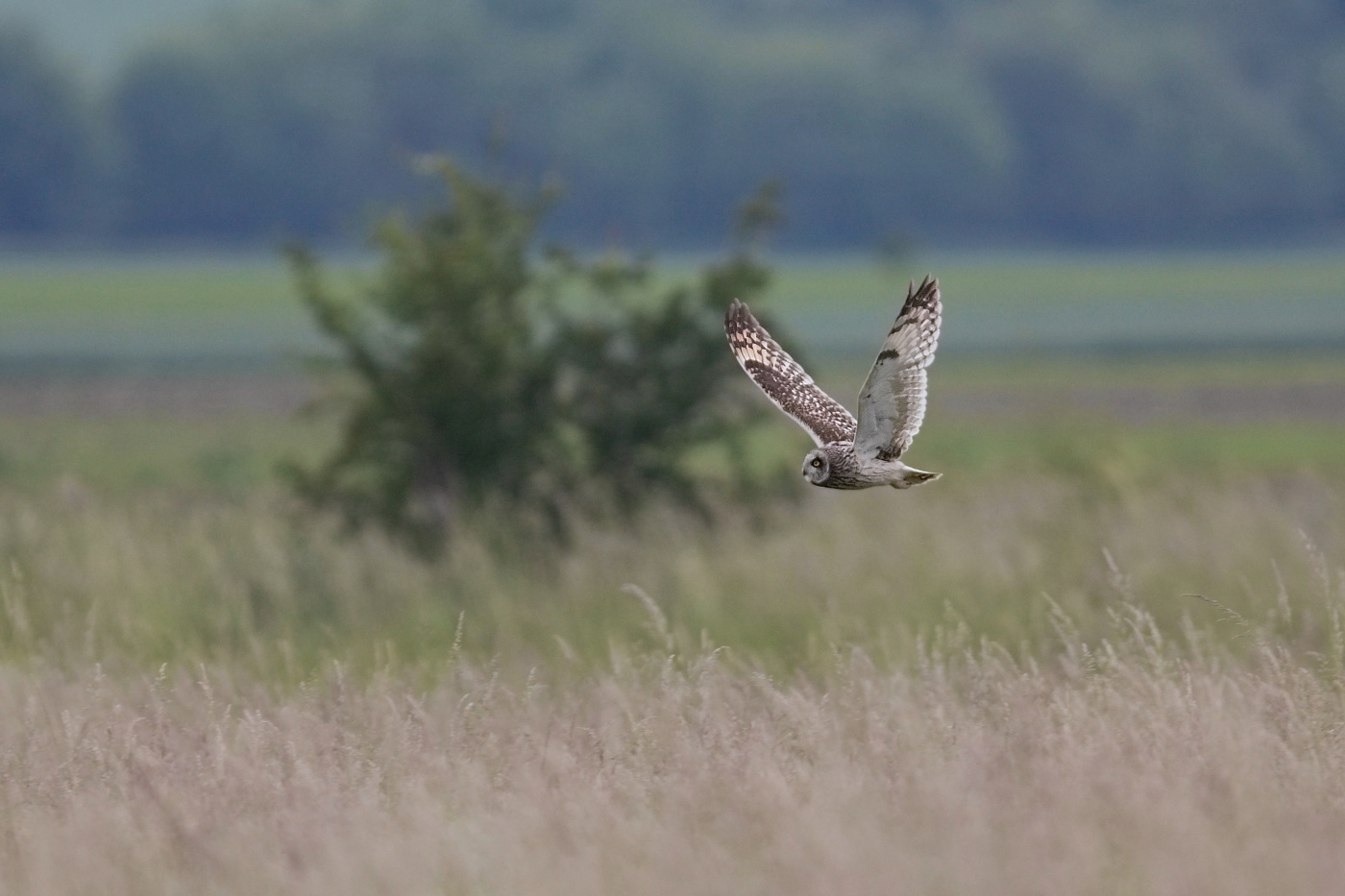 Kalous pustovka  ( Asio flammeus )