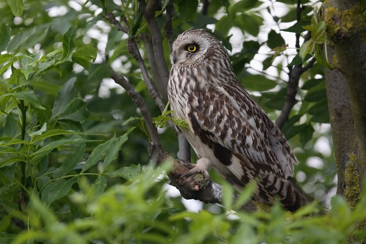 Kalous pustovka  ( Asio flammeus )