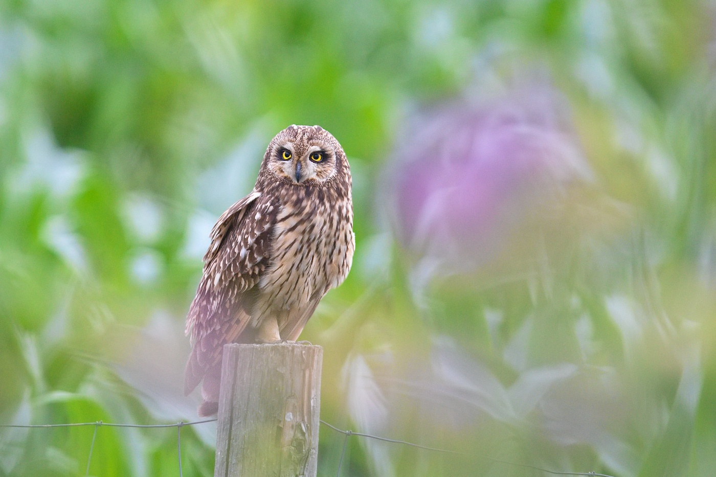 Kalous pustovka  ( Asio flammeus )