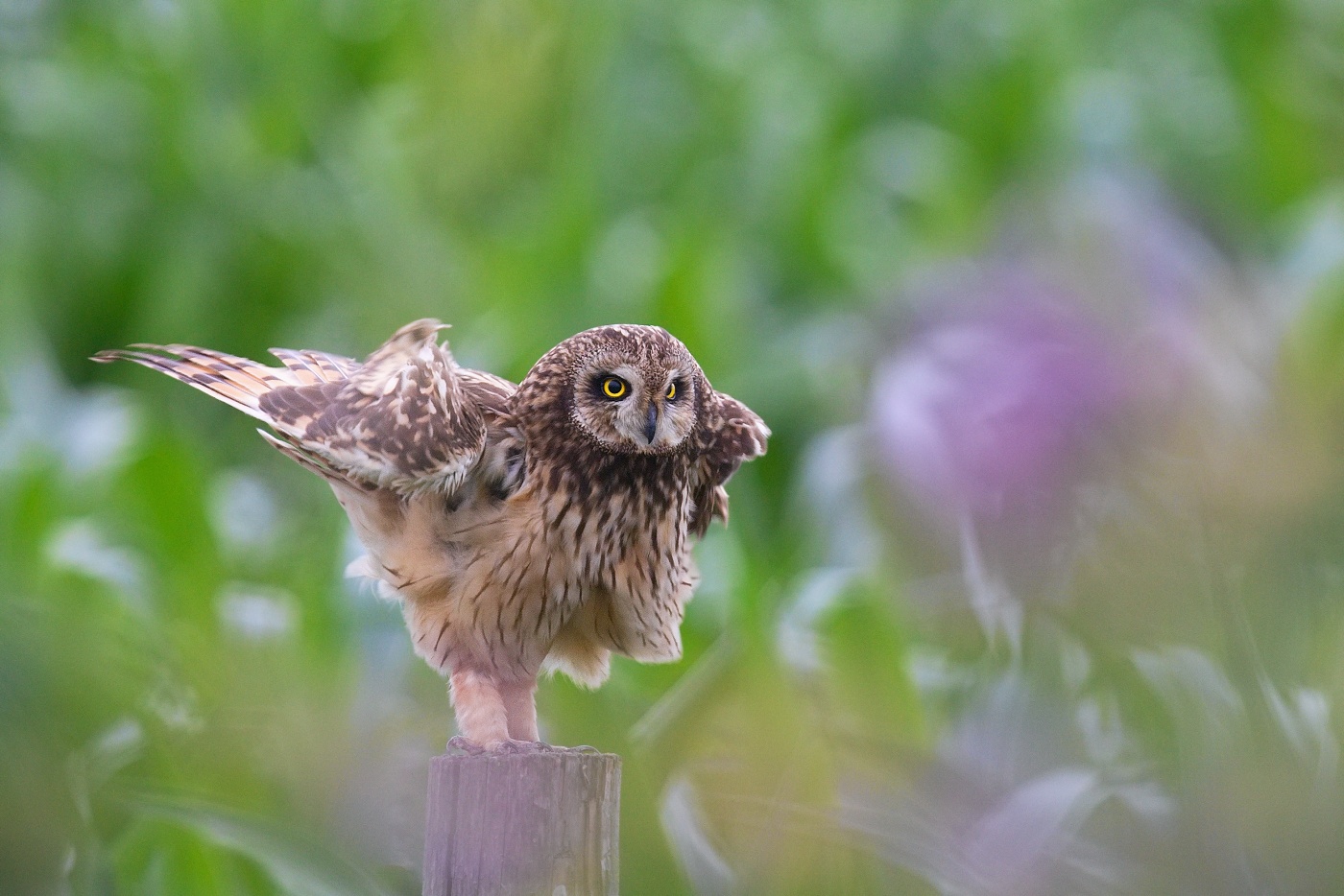 Kalous pustovka  ( Asio flammeus )