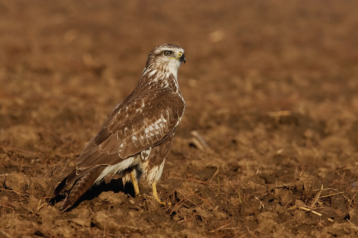 Káně lesní  ( Buteo buteo )