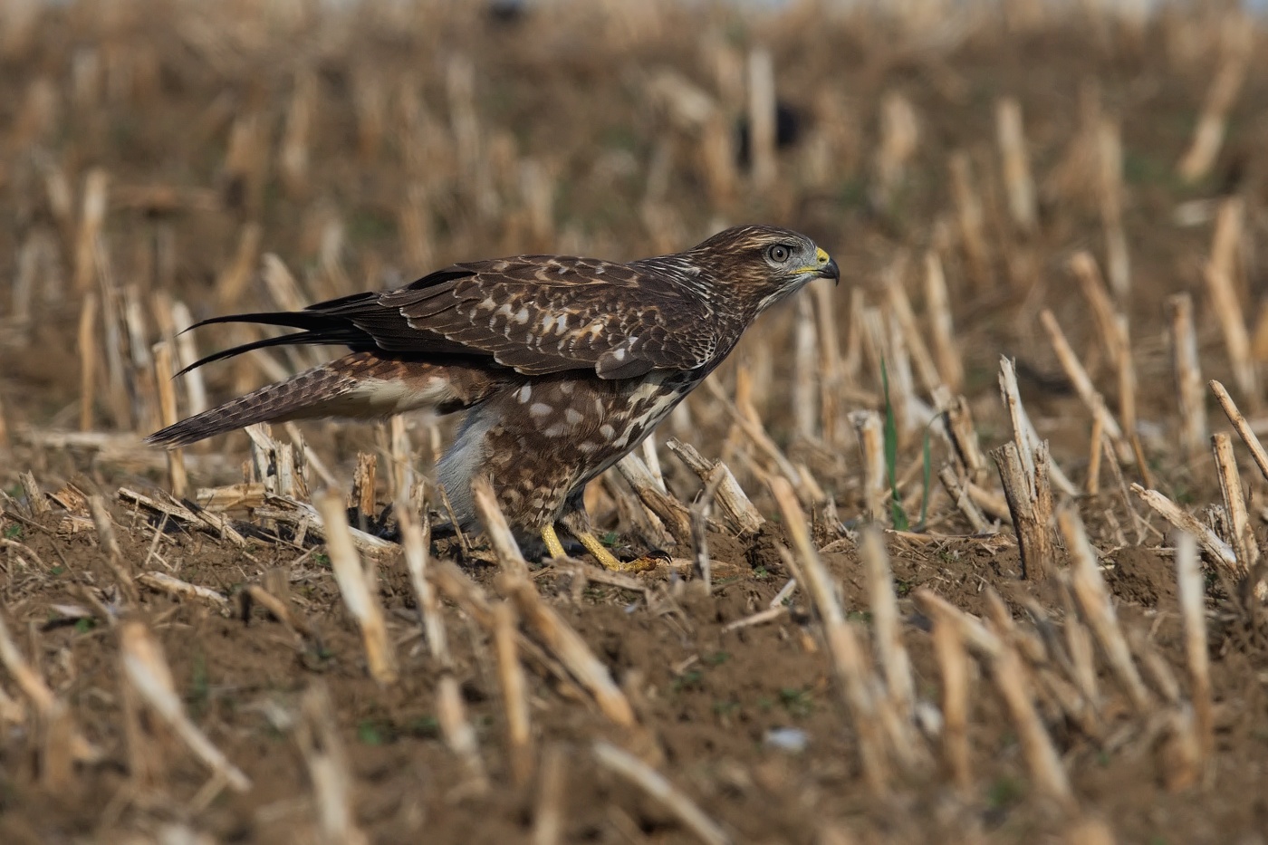 Káně lesní  ( Buteo buteo )