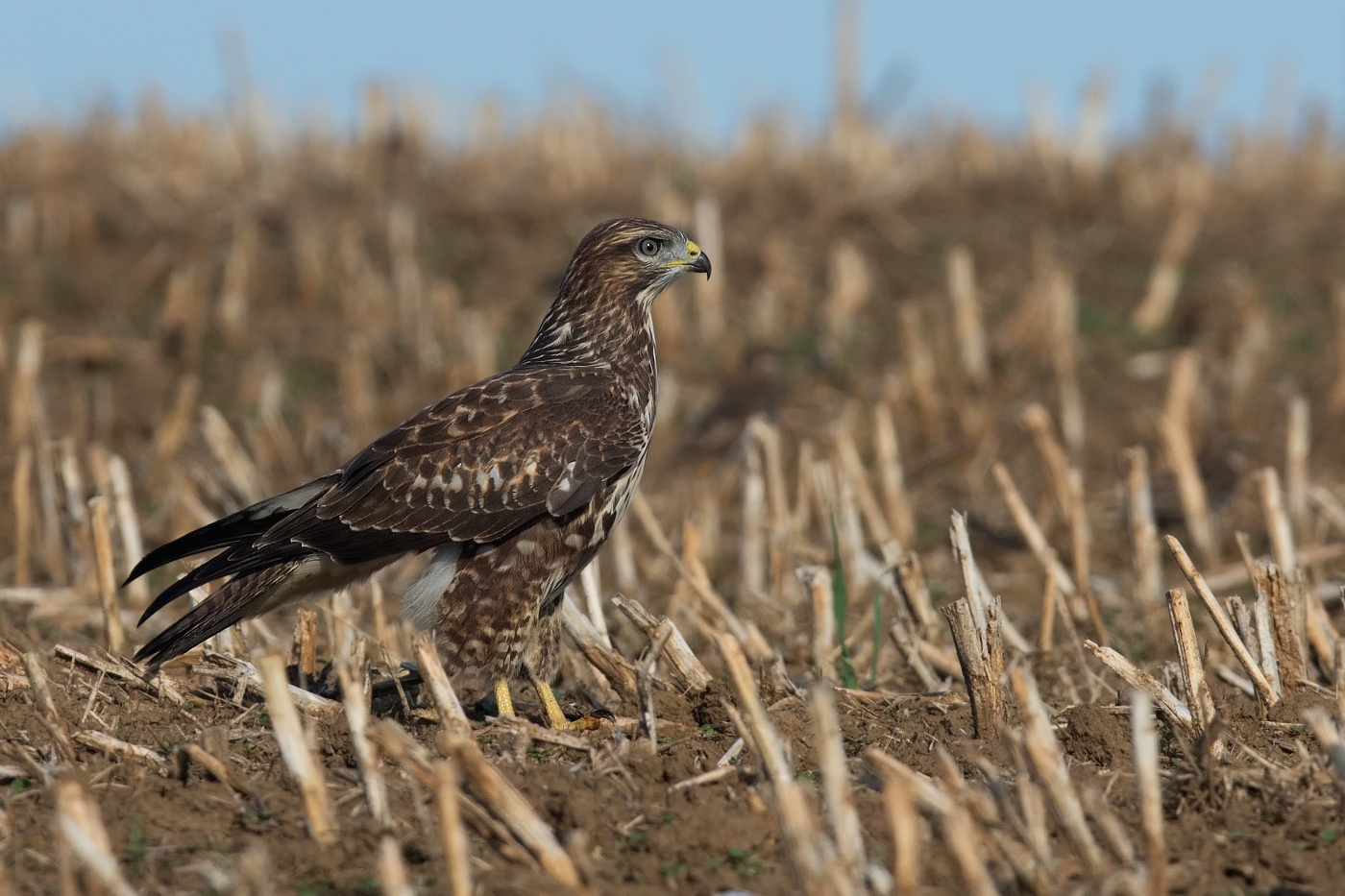 Káně lesní  ( Buteo buteo )