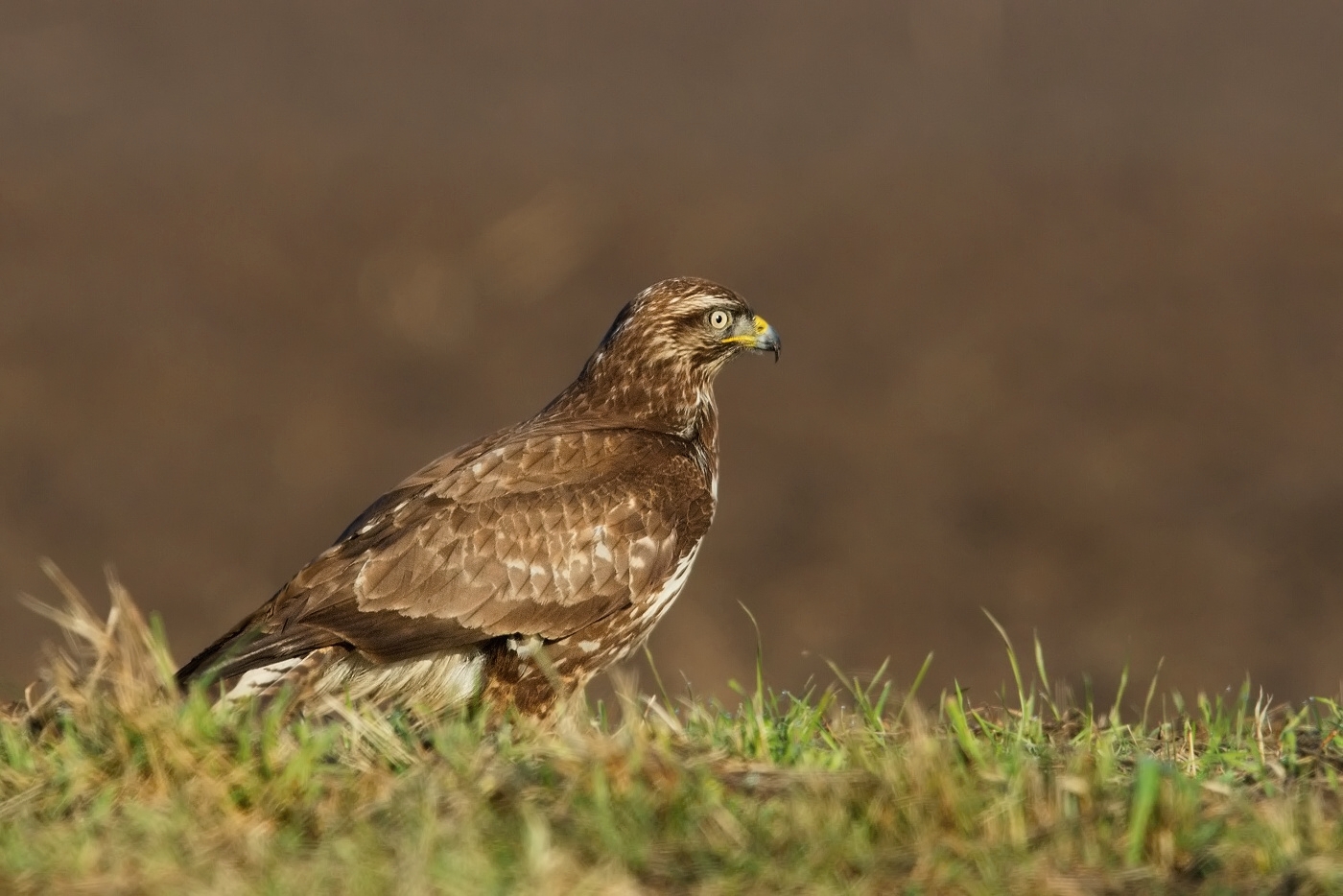 Káně lesní  ( Buteo buteo )