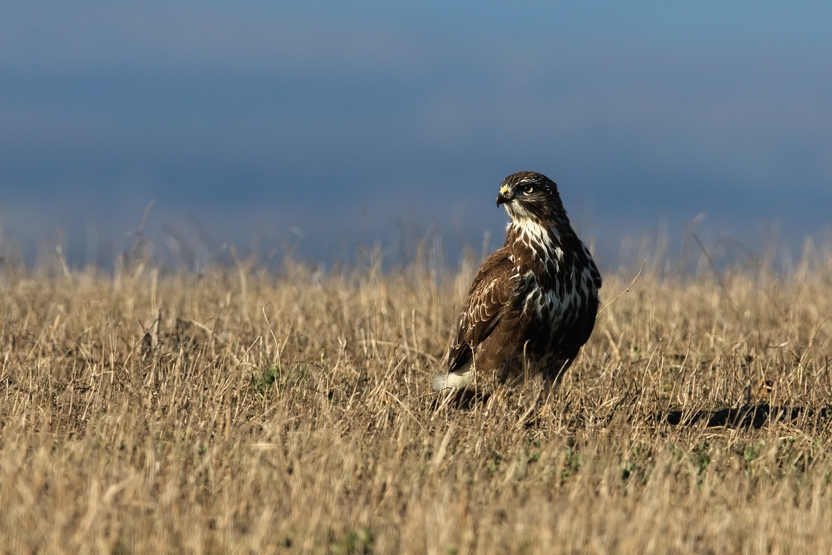 Káně lesní  ( Buteo buteo )