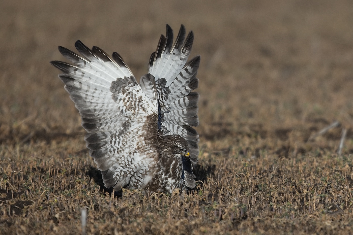 Káně lesní  ( Buteo buteo )