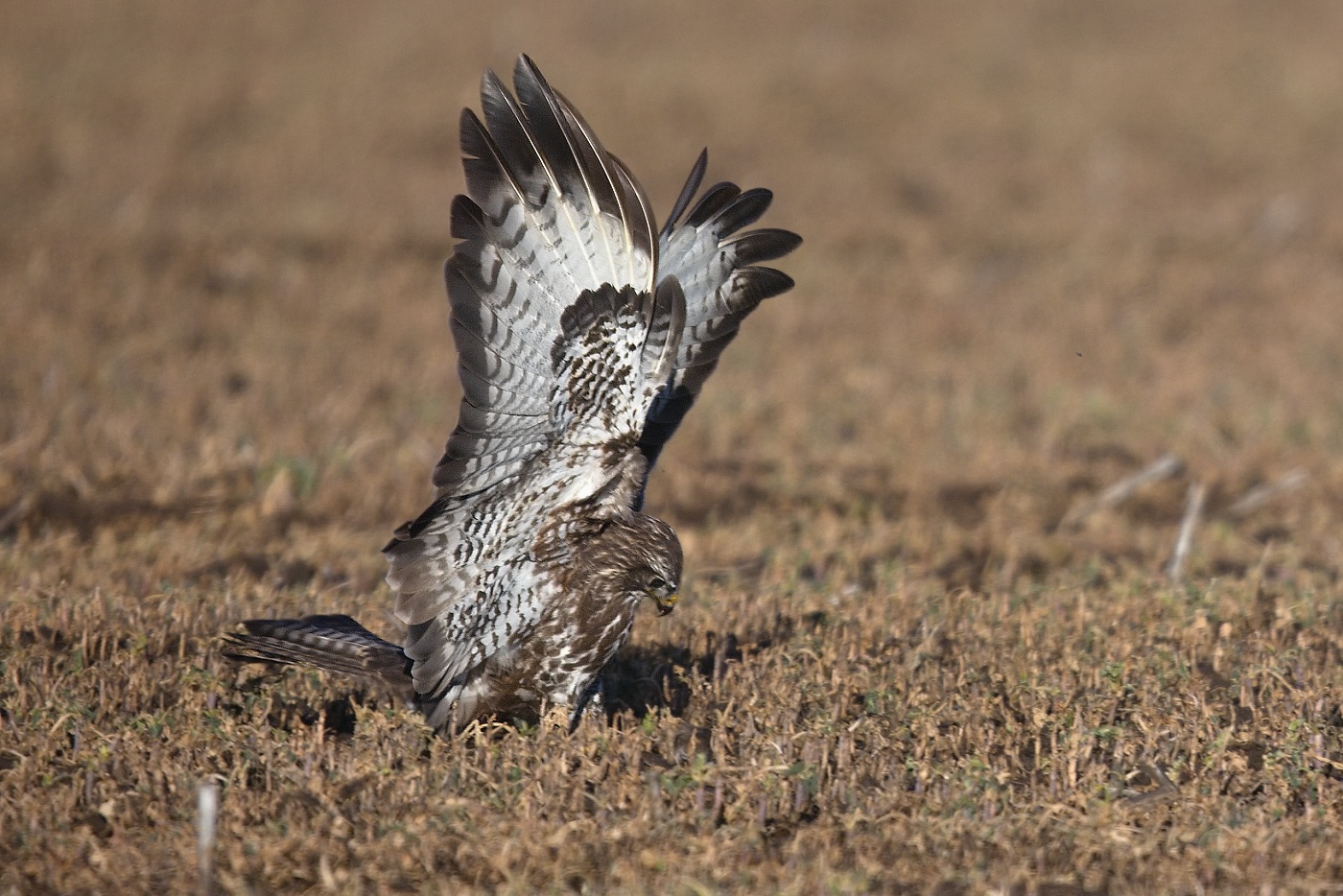 Káně lesní  ( Buteo buteo )