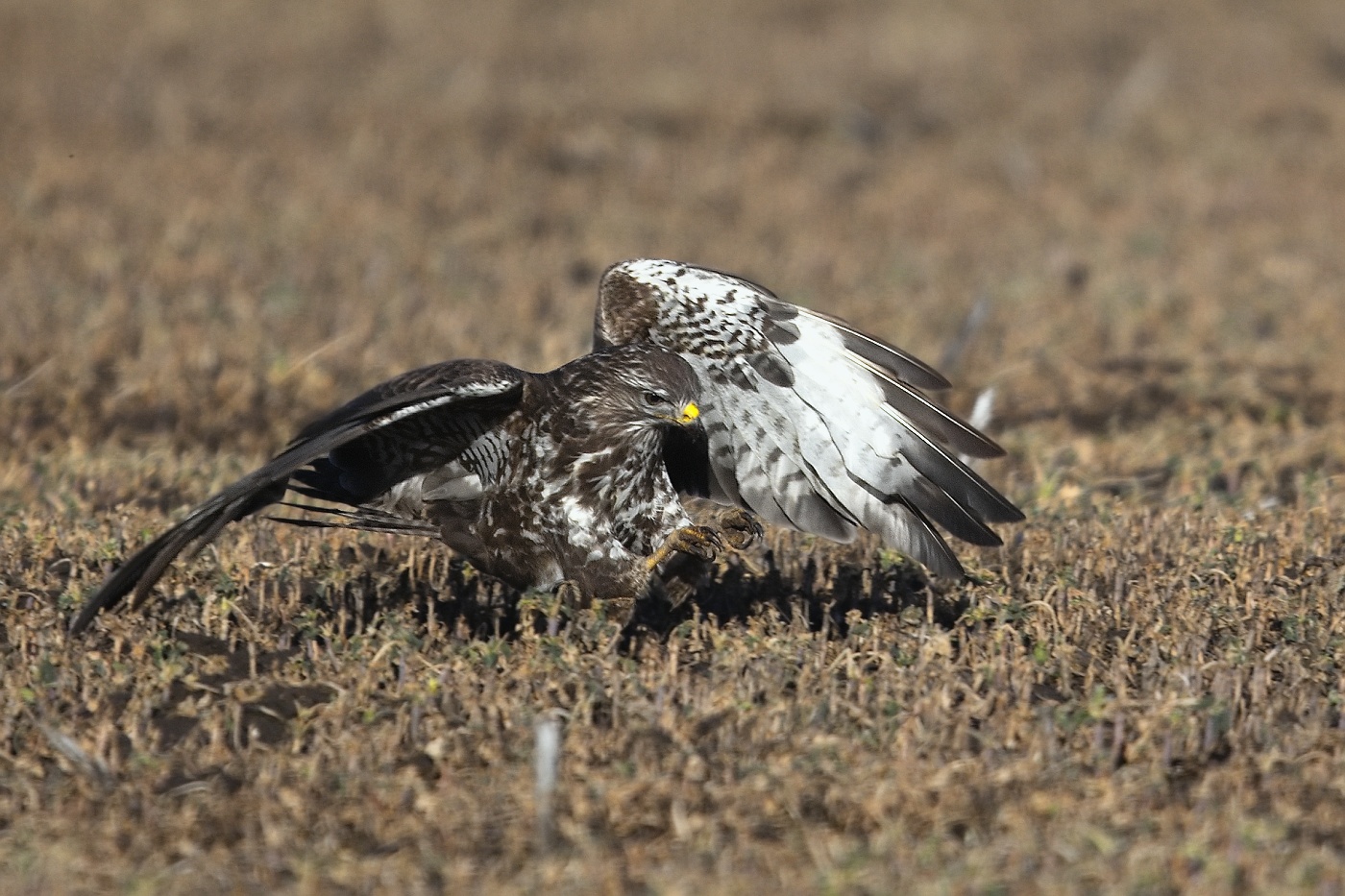 Káně lesní  ( Buteo buteo )