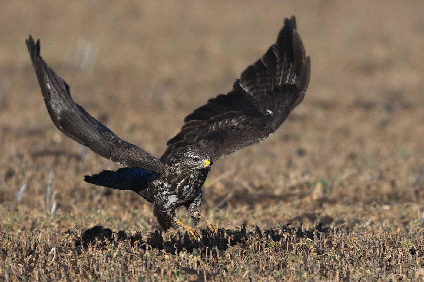 Káně lesní  ( Buteo buteo )