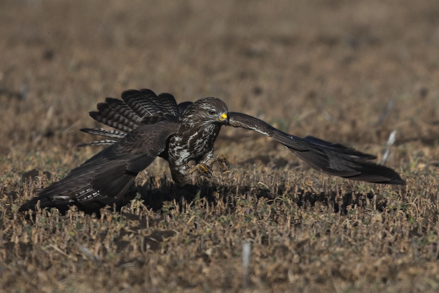 Káně lesní  ( Buteo buteo )