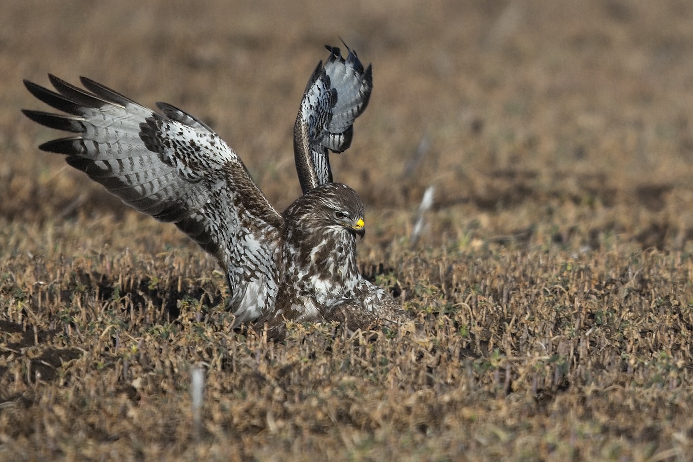 Káně lesní  ( Buteo buteo )