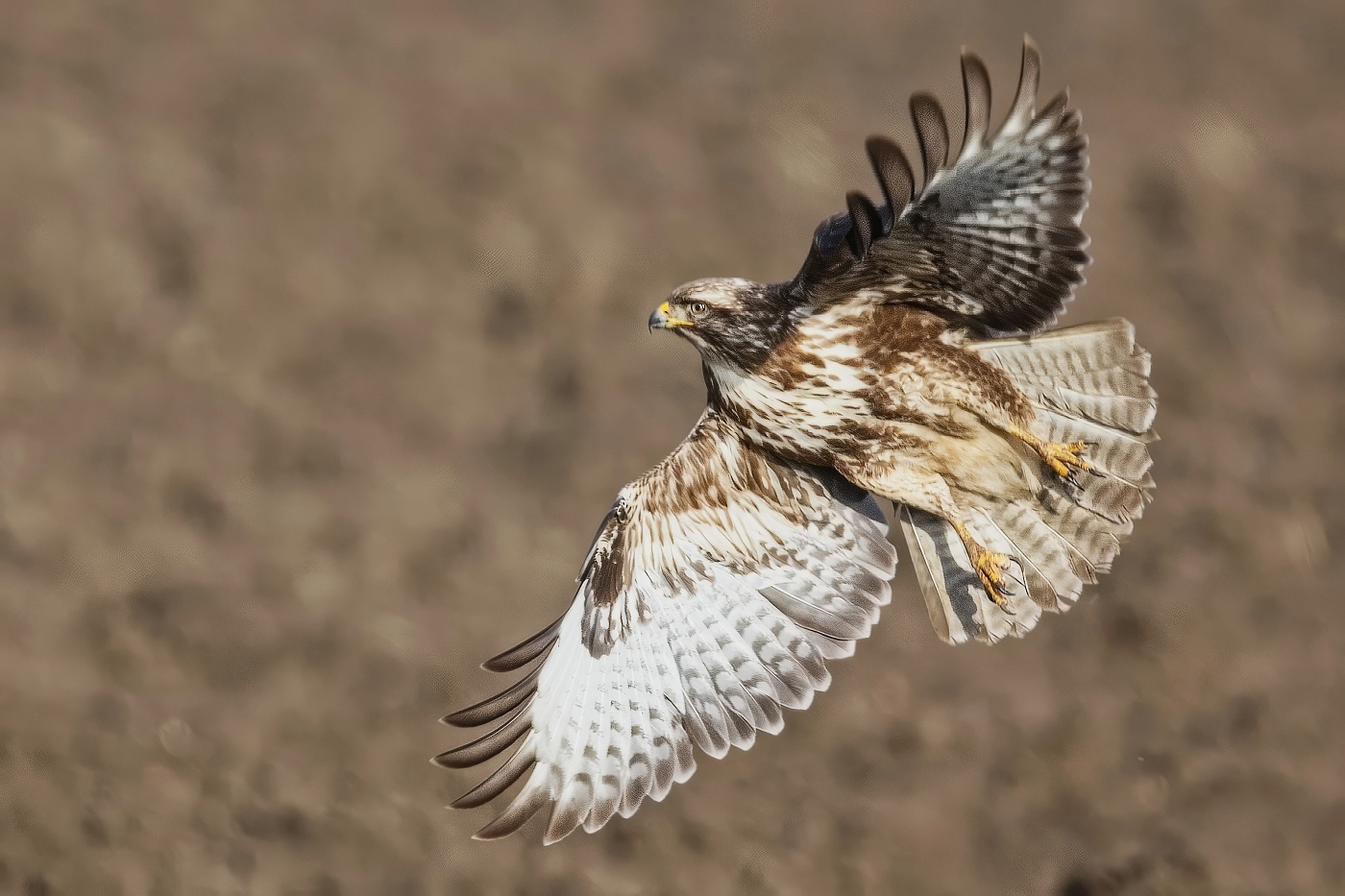 Káně lesní  ( Buteo buteo )