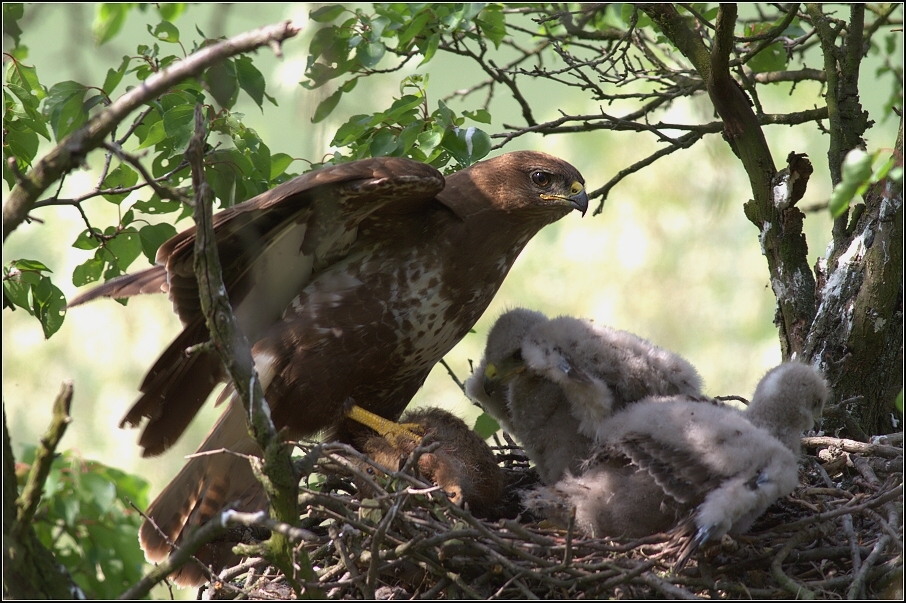 Káně lesní ( Buteo buteo )