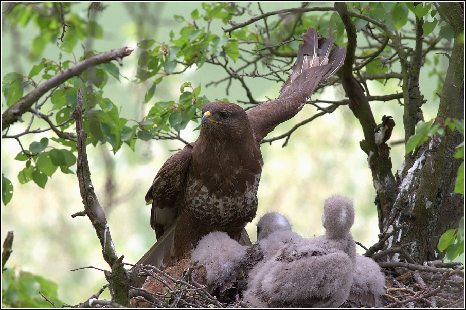 Káně lesní ( Buteo buteo )