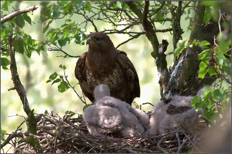 Káně lesní ( Buteo buteo )