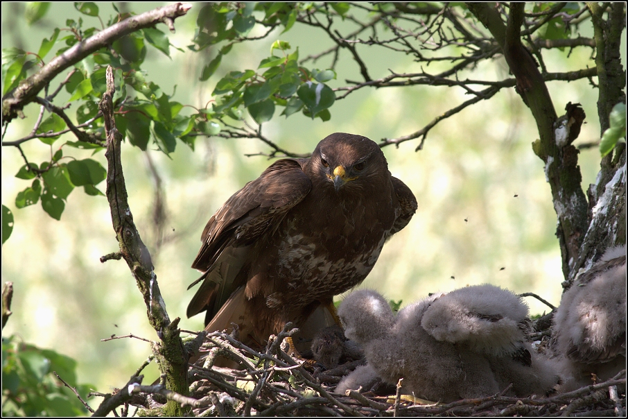 Káně lesní ( Buteo buteo )