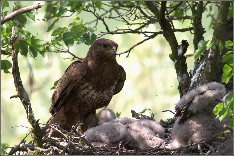 Káně lesní ( Buteo buteo )