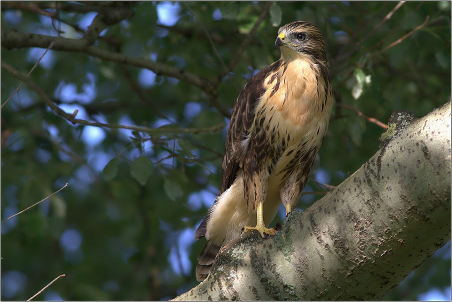 Káně lesní  ( Buteo buteo )