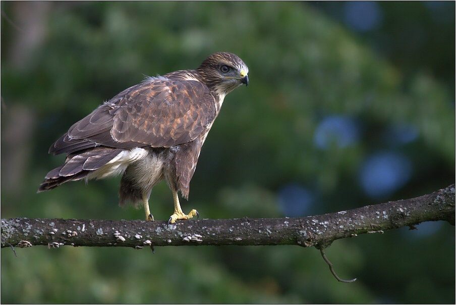 Káně lesní ( Buteo buteo )