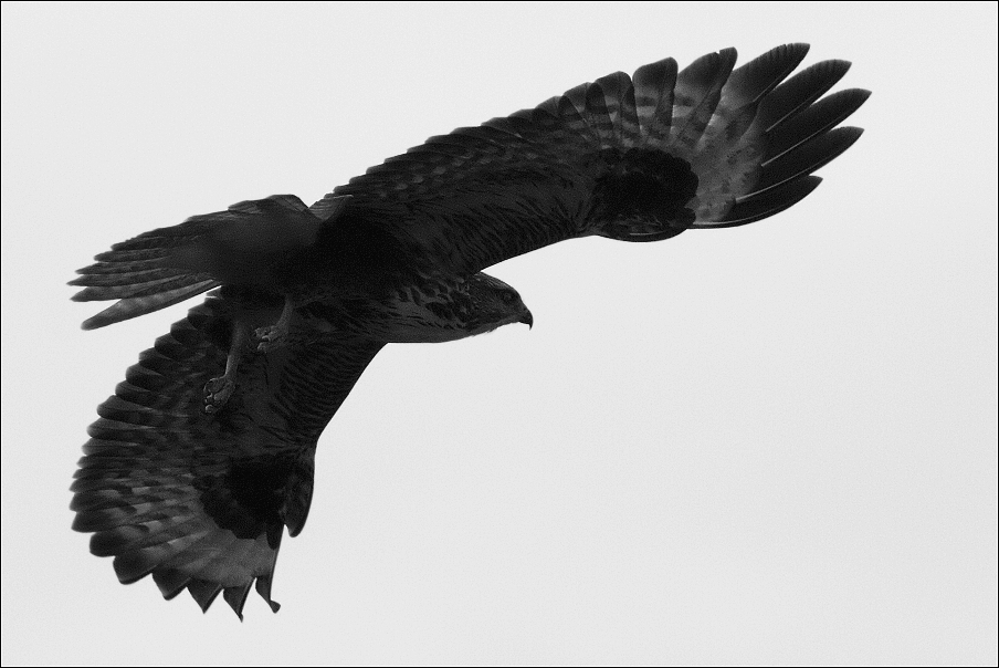 Káně lesní  ( Buteo buteo )