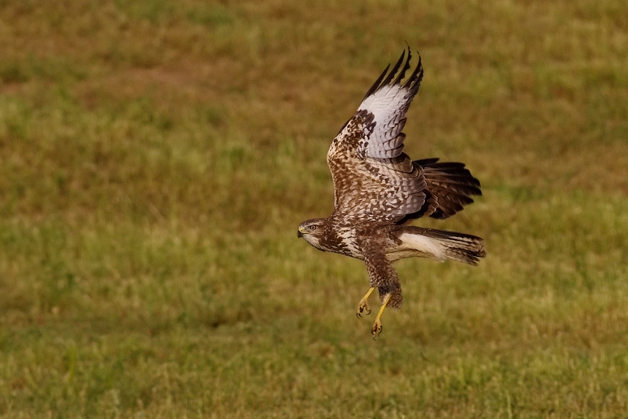 Káně lesní  ( Buteo buteo )