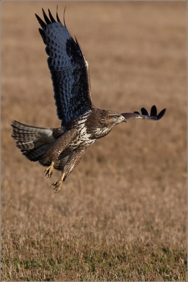 Káně lesní  ( Buteo buteo )