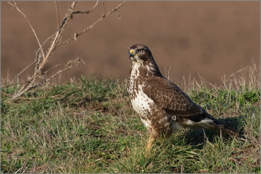 Káně lesní  ( Buteo buteo )