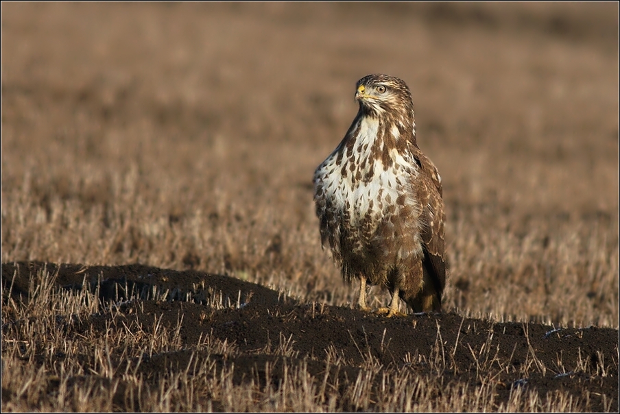 Káně lesní  ( Buteo buteo )