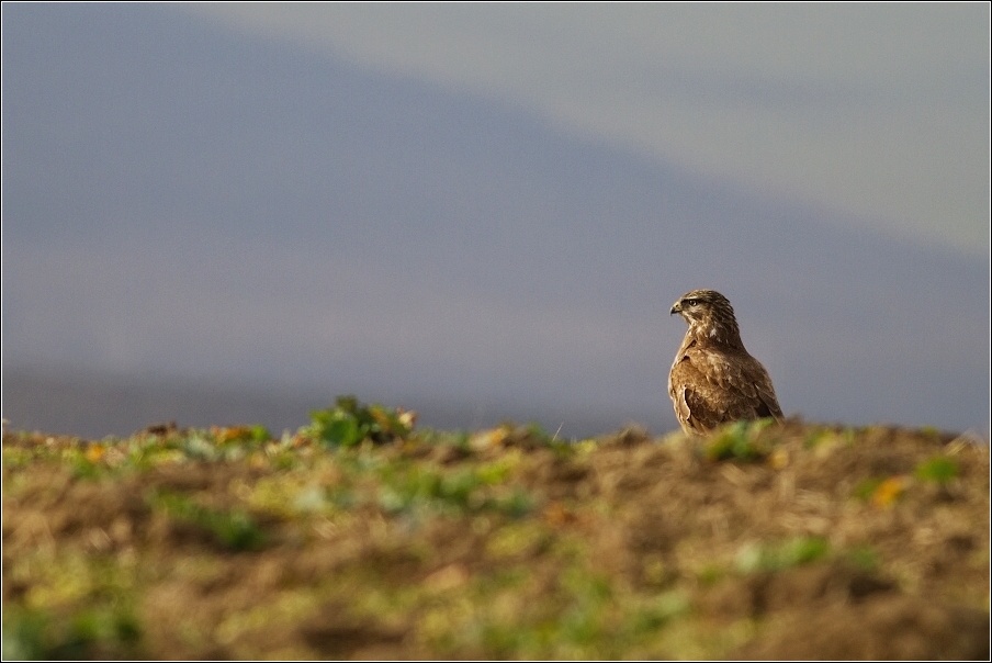 Káně lesní  ( Buteo buteo )