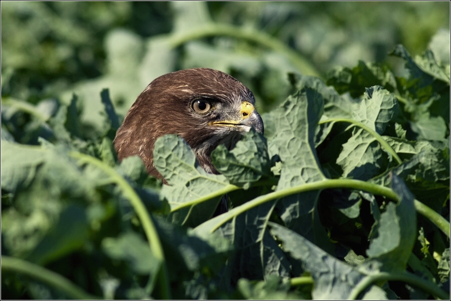 Káně lesní  ( Buteo buteo )