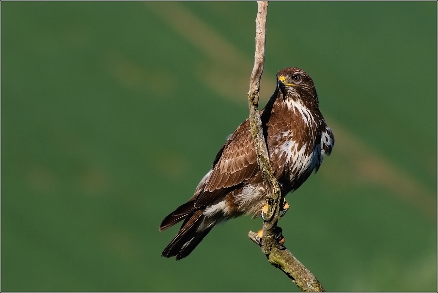 Káně lesní  ( Buteo buteo )