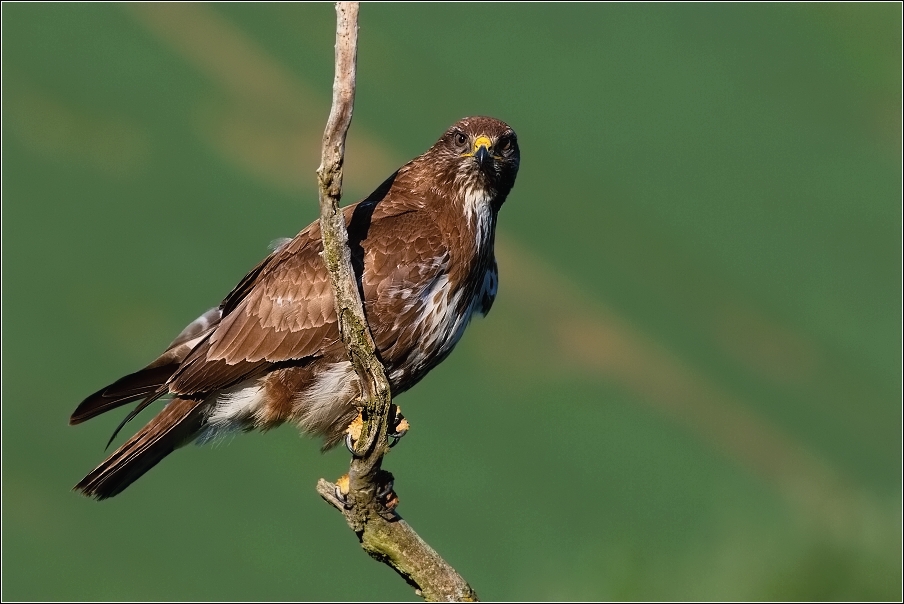 Káně lesní  ( Buteo buteo )