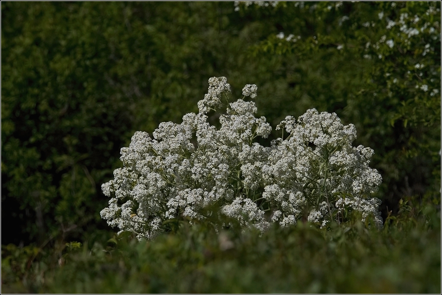 Katrán tatarský ( Crambe tataria )