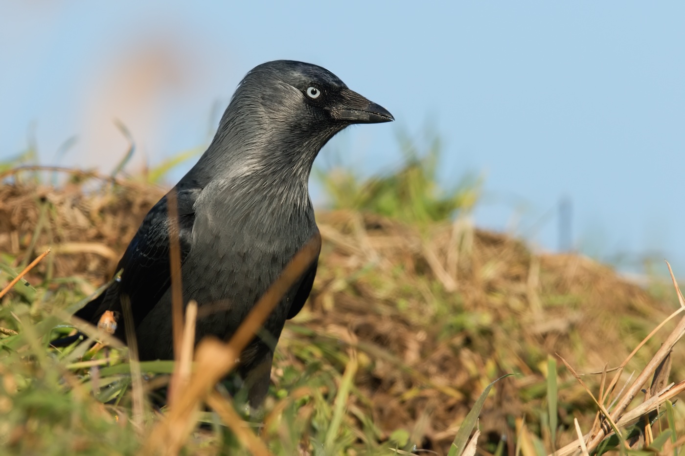 Kavka obecná  ( Corvus monedula )