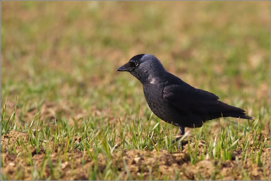 Kavka obecná  ( Corvus monedula )